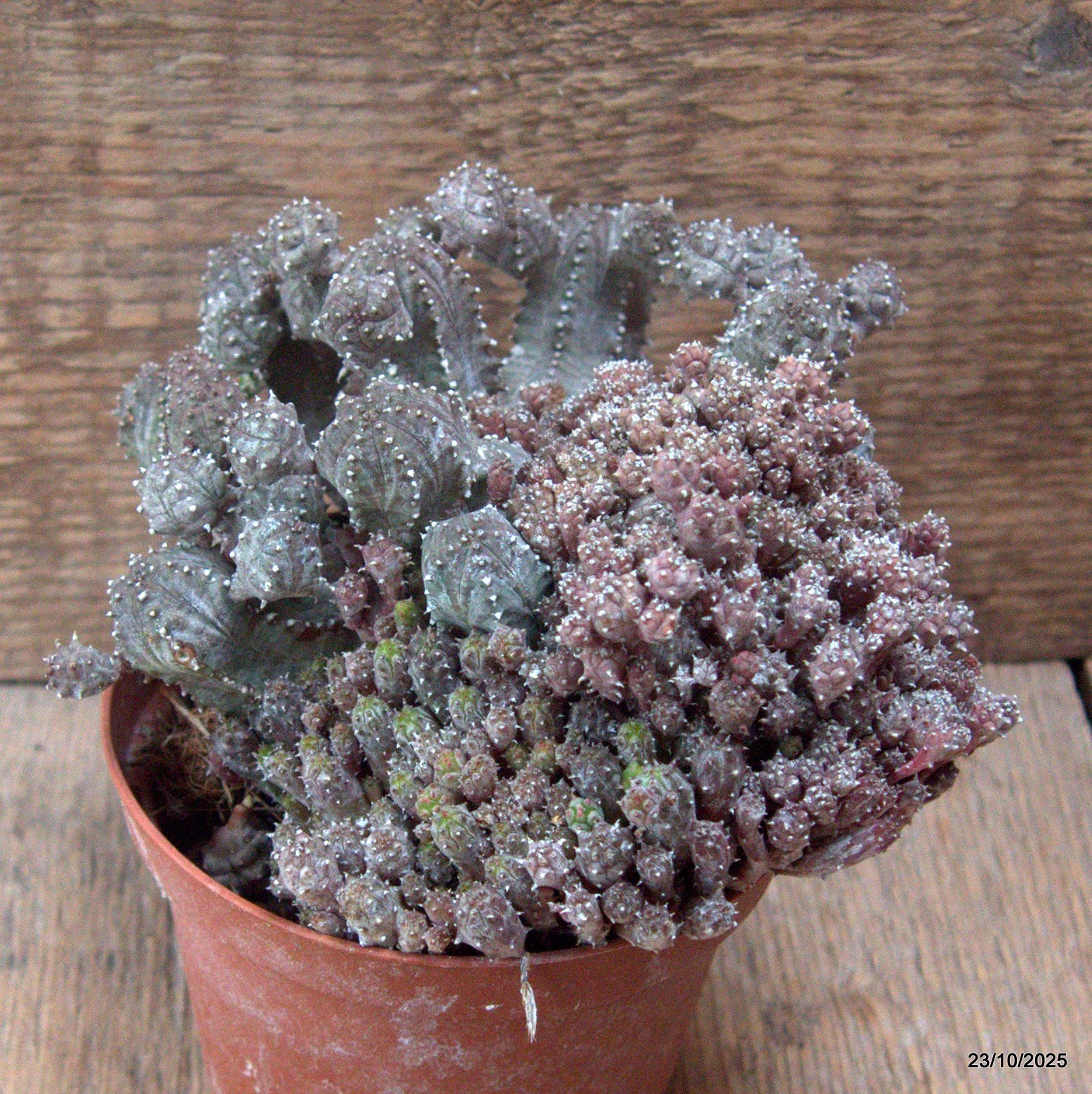D7133 EUPHORBIA PSEUDOGLOBOSA pot10-H10-W15 cm MaMa Cactus
