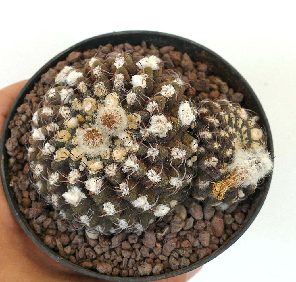 Eriosyce reichei f. krausii (syn. Neoporteria) –
