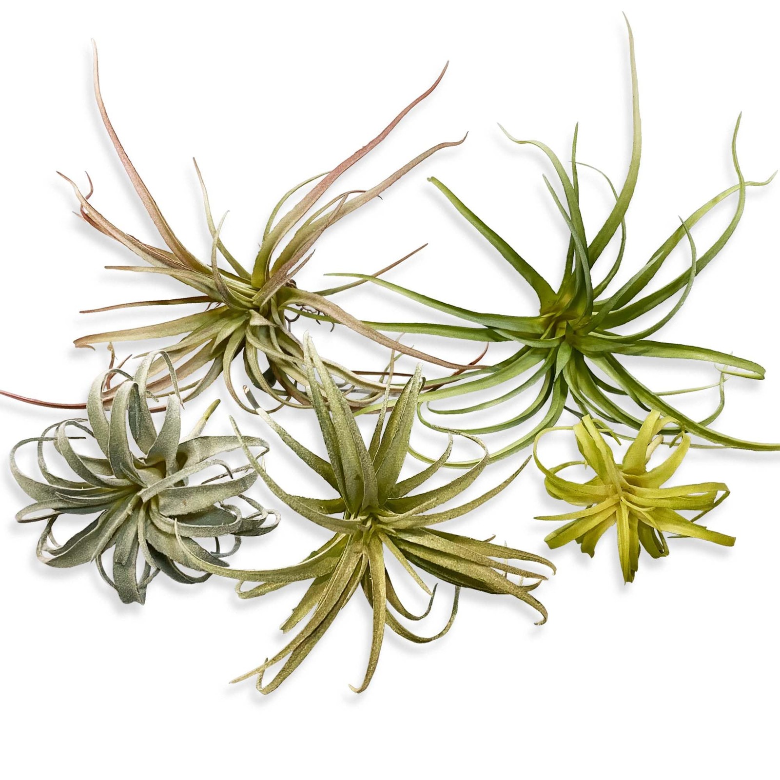 ® Large Green Real Touch Faux Plants, Lifelike Fake Tillandsia Pick, Artifici…