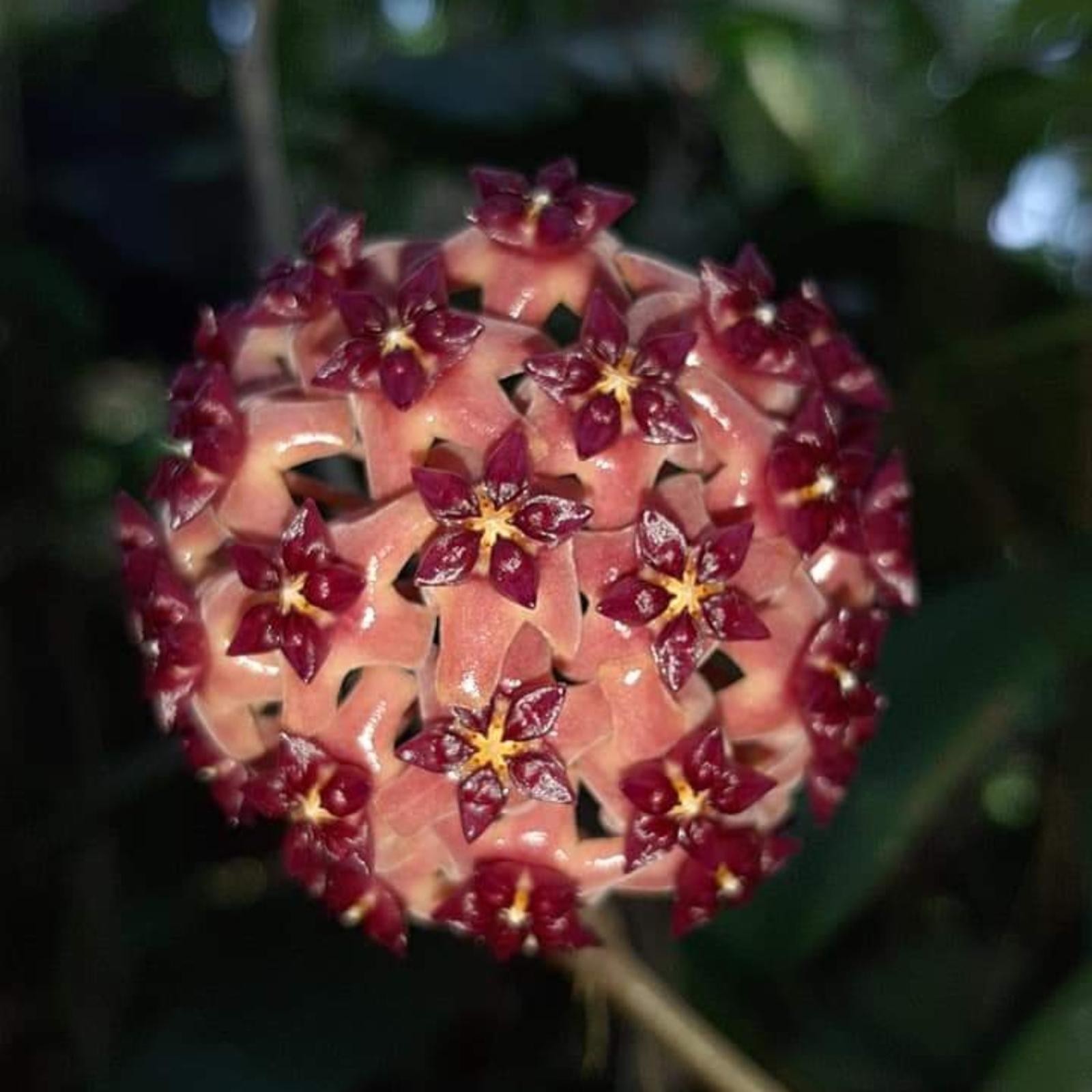 Real Picture Hoya Purpureofusca Rare Plant