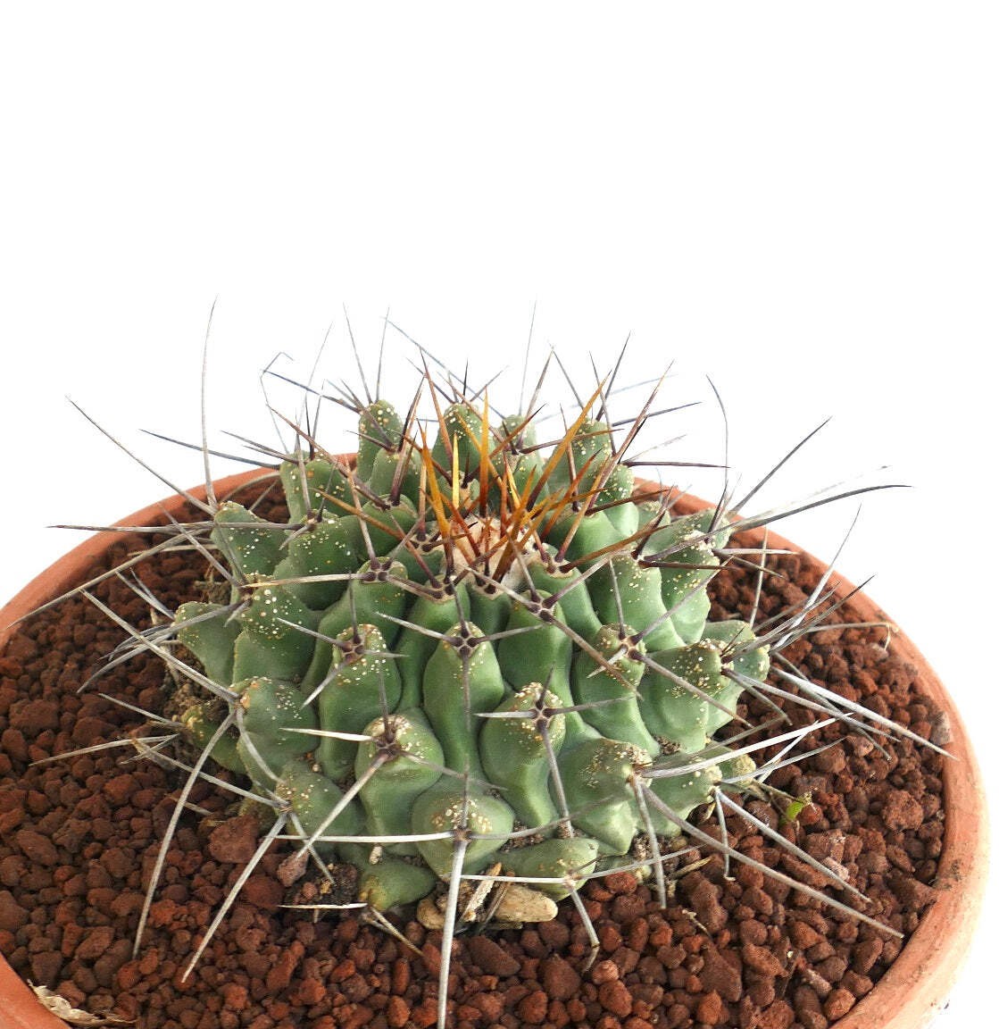Thelocactus rinconensis SELECTED SPECIMEN – Rincon cactus | Thelocactus