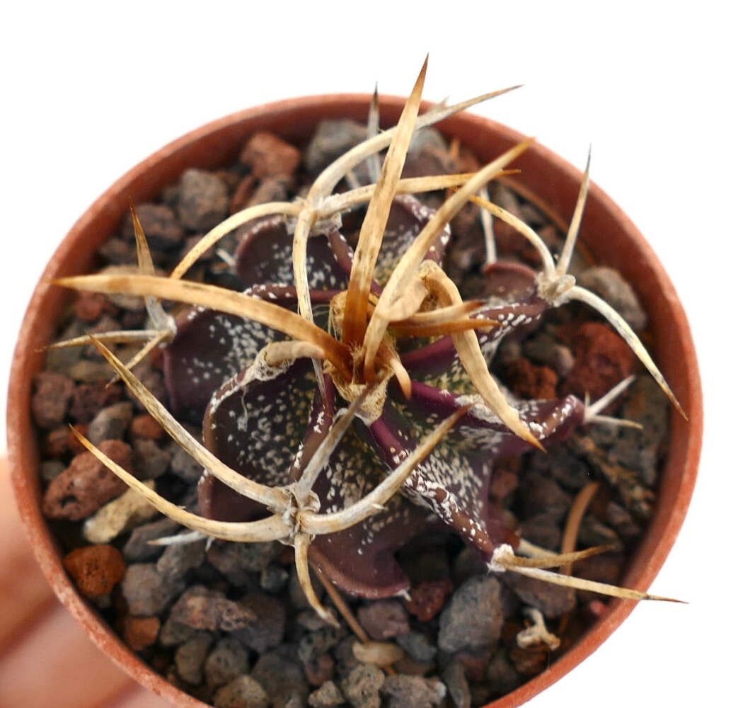 Astrophytum capricorne cv GOLDEN BUFFALO – Goat’s horn cactus | Star cactus