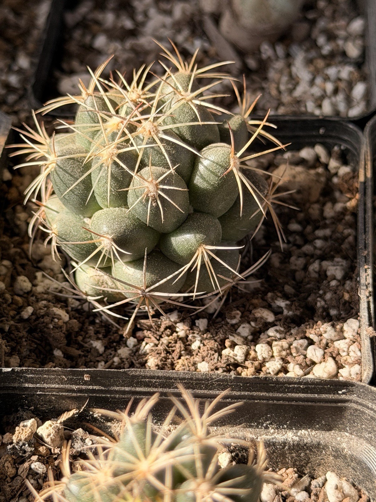 CORYPHANTHA MAIZ-TABLASENSIS