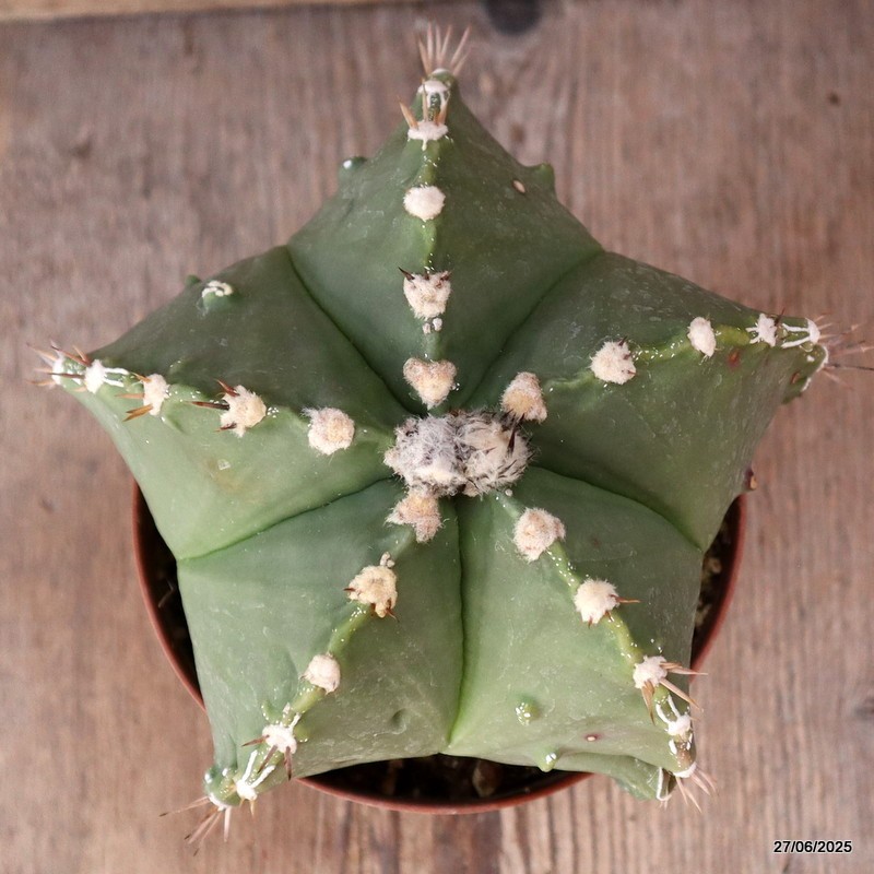 D4910 ASTROPHYTUM MYRIOSTIGMA NUDUM FUKURYU pot12-H12-W15 cm MaMa Cactus