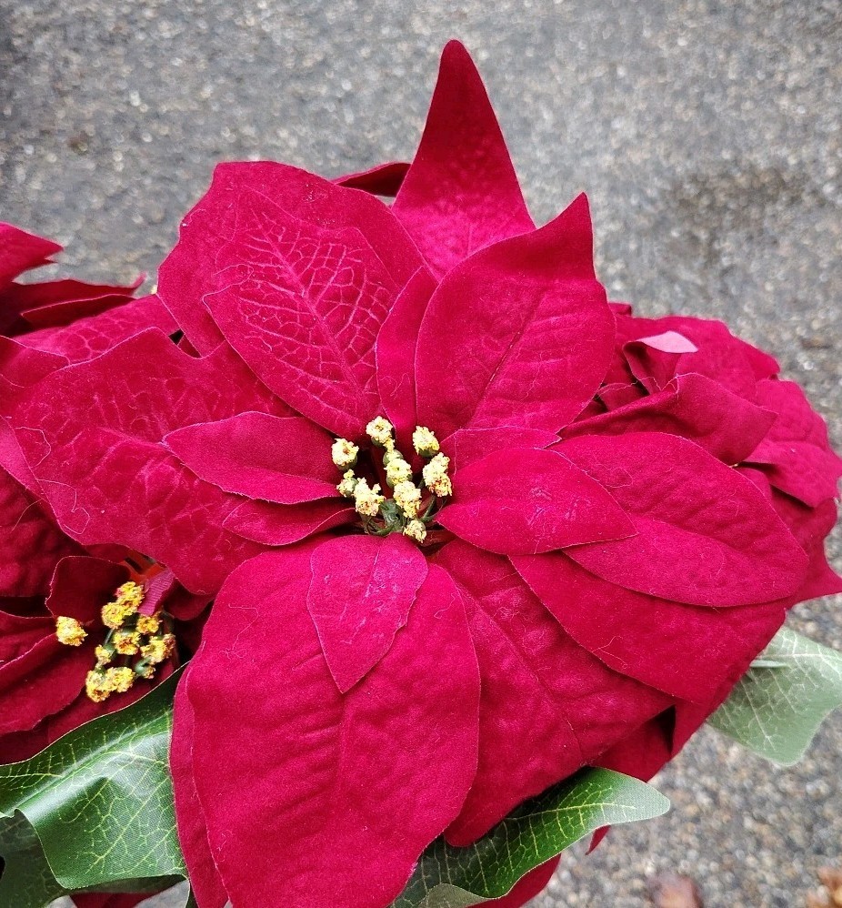 Artificial Poinsettia Deluxe Bushes 2 Bushes Christmas Flowers Burgundy
