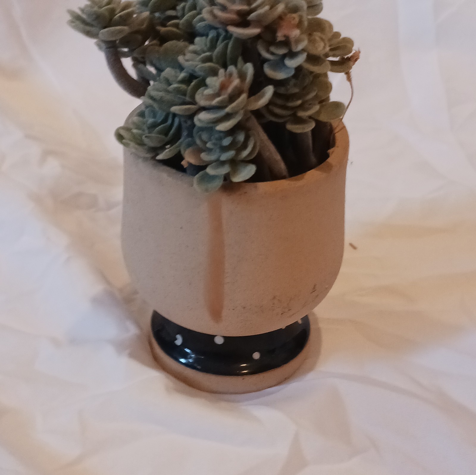 Succulent Plant in Decorative Face Pot, Air Purifying, Potted