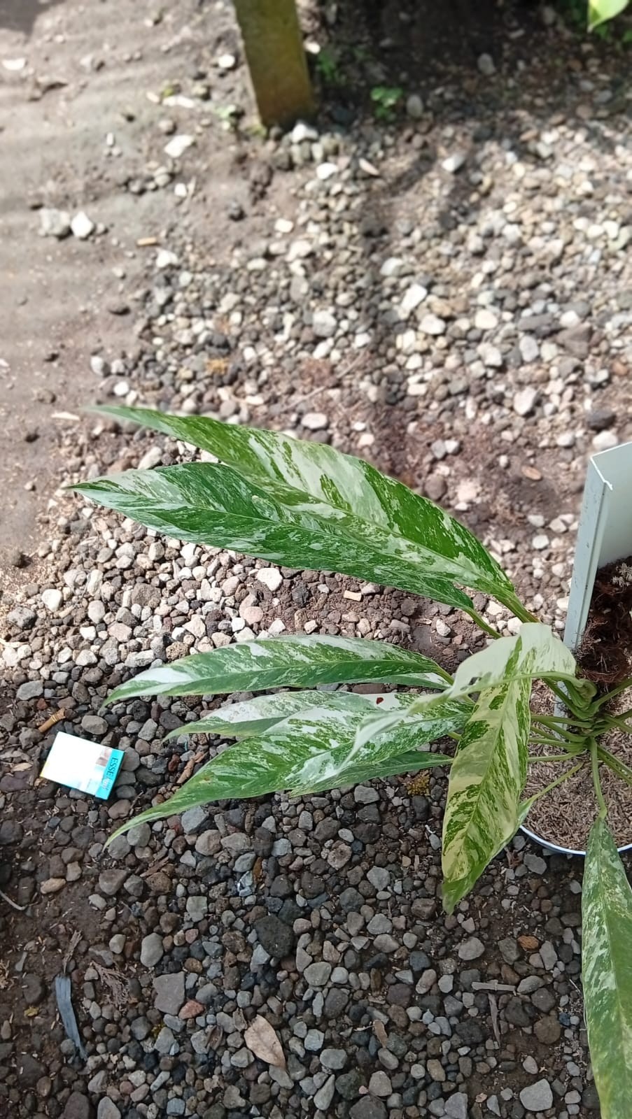 Real Picture Rhaphidophora Megasperma Variegated Medium Size