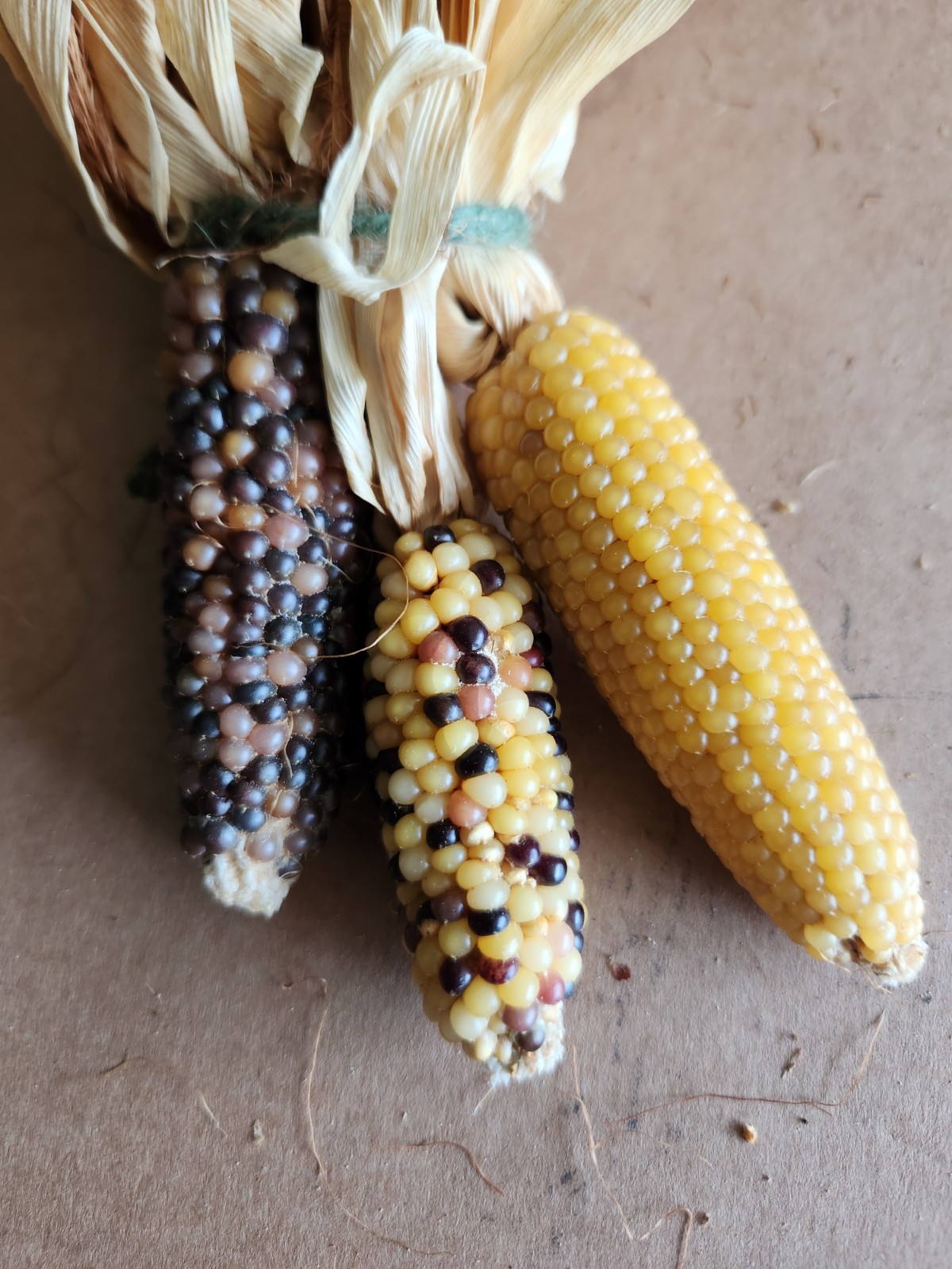 Mini Indian Corn, Approx 5″ Long – Thanksgiving, Fall, Decor, Small #8