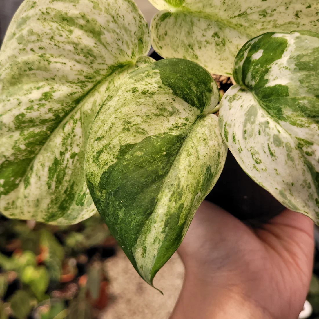Real Pickture Hoya Australis Albomarginata Free Phyto