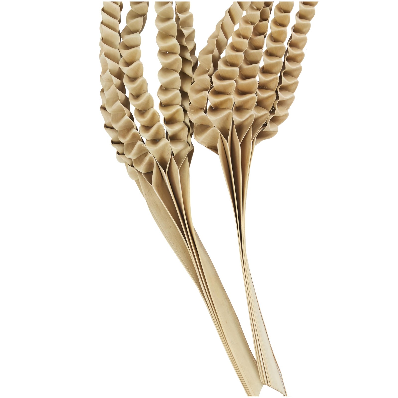 Dried Plant Palm Leaf Handmade Tall Five Finger Natural Foliage, 10″ x 4″ x 3…
