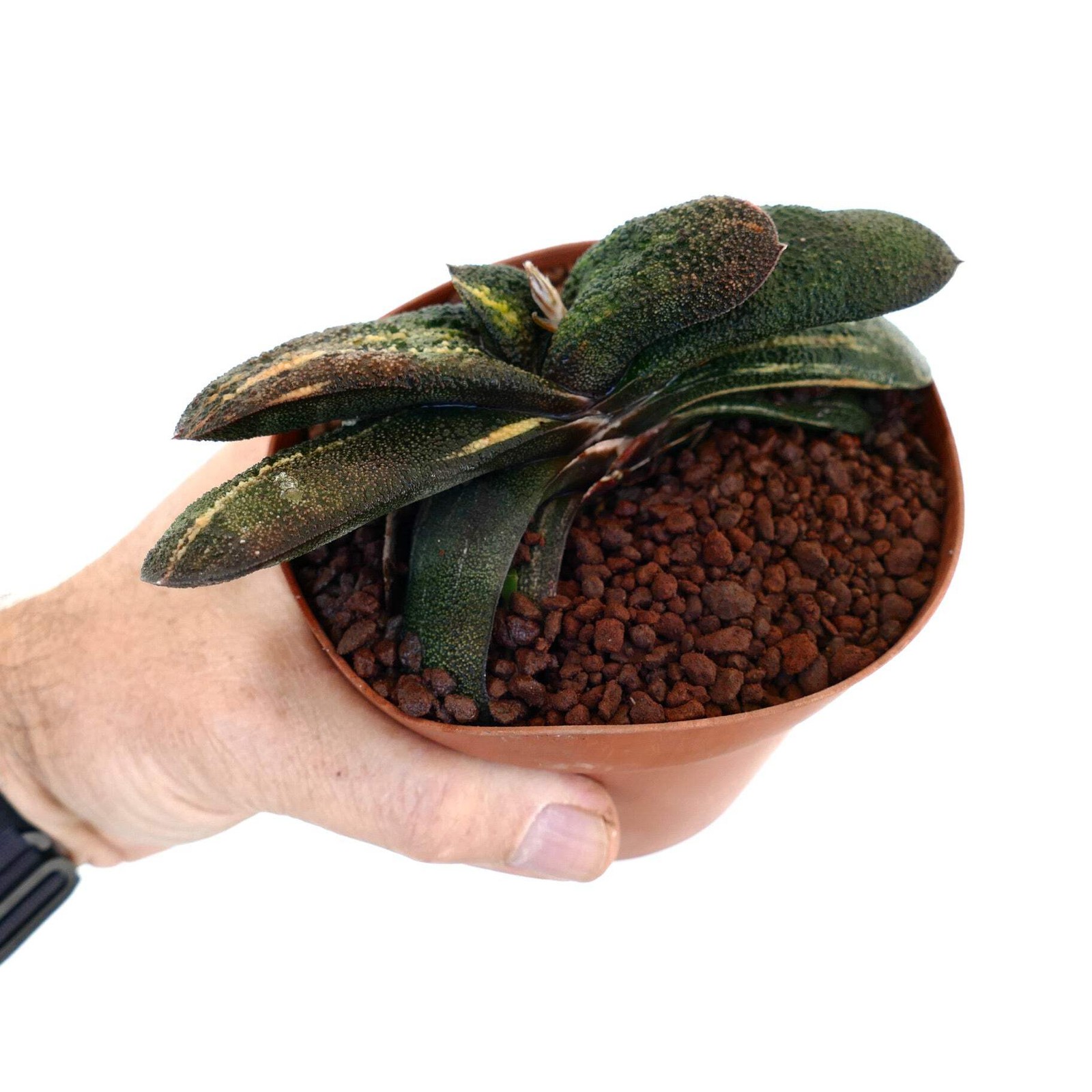 Gasteria batesiana cv ‘Barbeton’ YELLOW VARIEGATED – Knoppies gasteria | Bates’