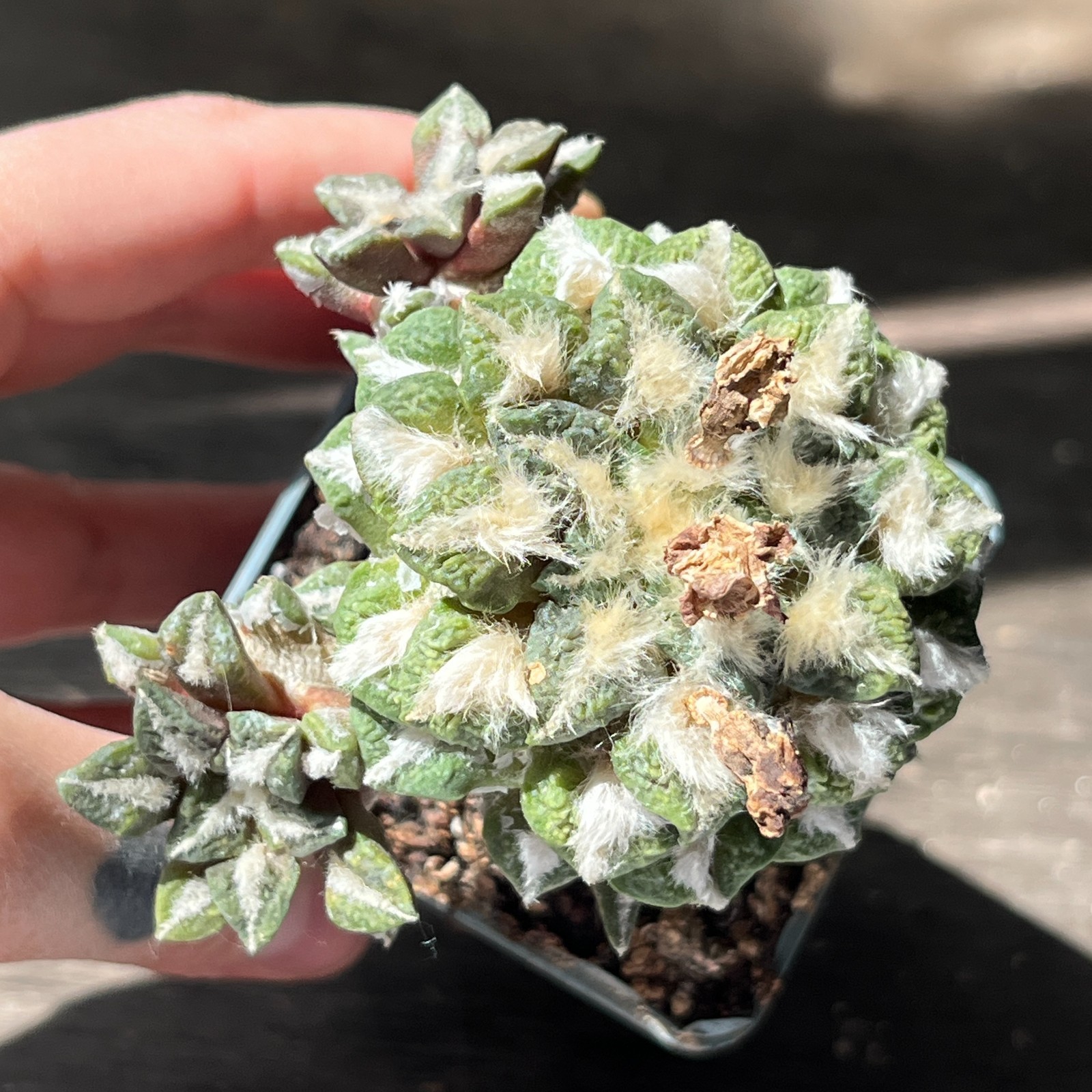 A53-1374 Cactus (retusus x kotsch), grafted