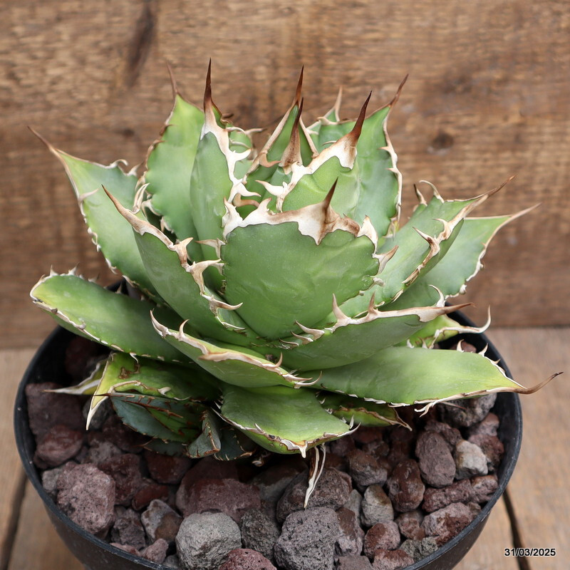 D163 AGAVE TITANOTA pot18-H14-W19 cm MaMa Cactus