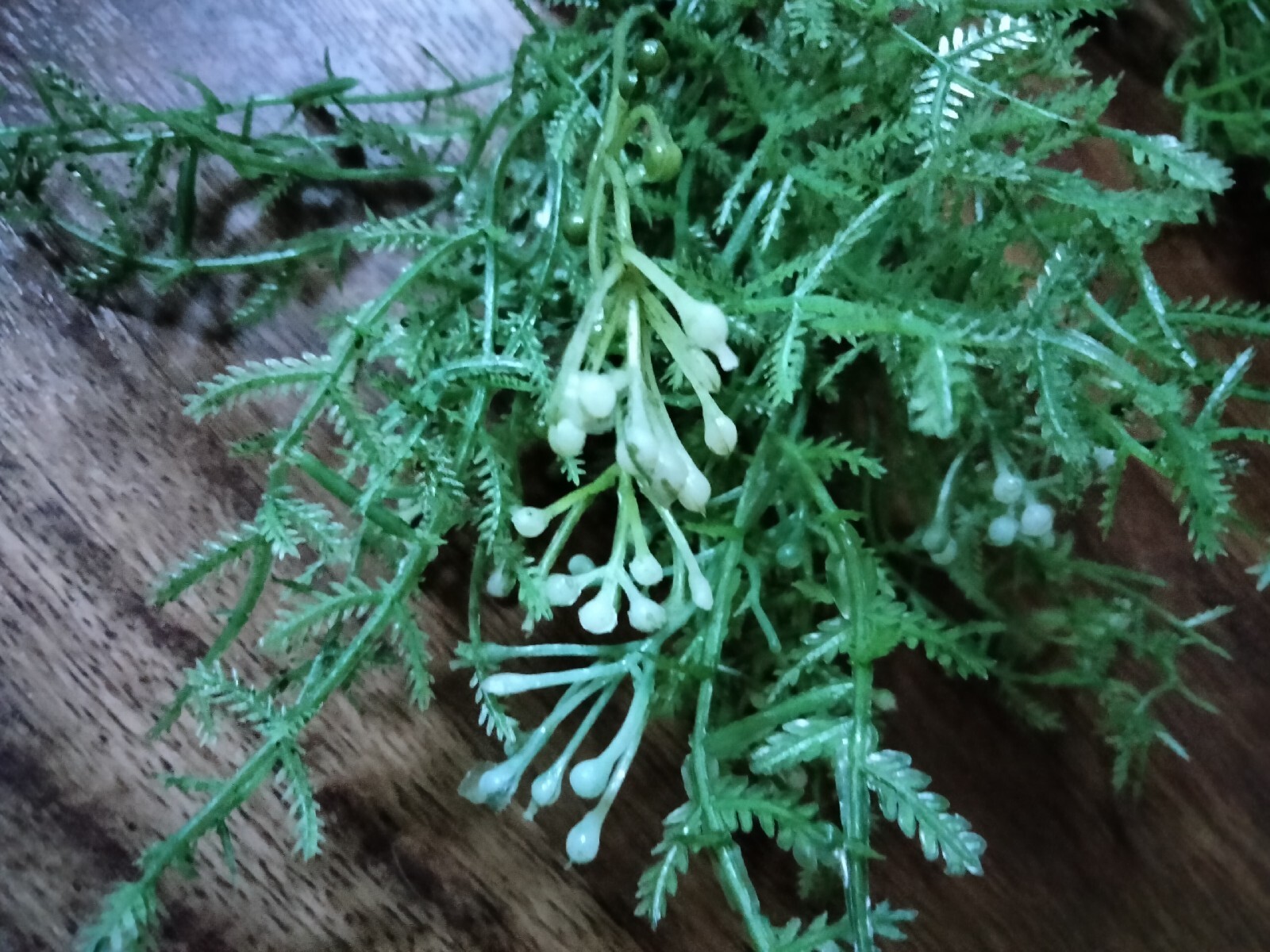 NEW 13 Pcs Artificial Plastic Plants: 7 Boston Fern Grass & 6 Ferns w/ Berries