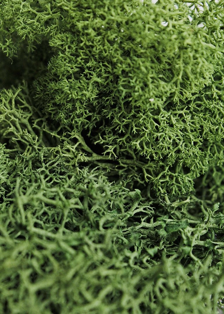 Supermoss Reindeer Moss 8Oz Forest Green Preserved Soft For Crafts And Decor