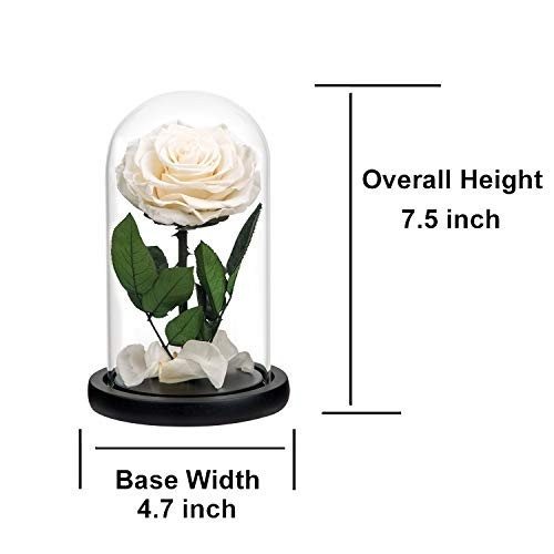 Preserved White Rose in Glass Dome Wooden Base Forever Flowers Gift for Her