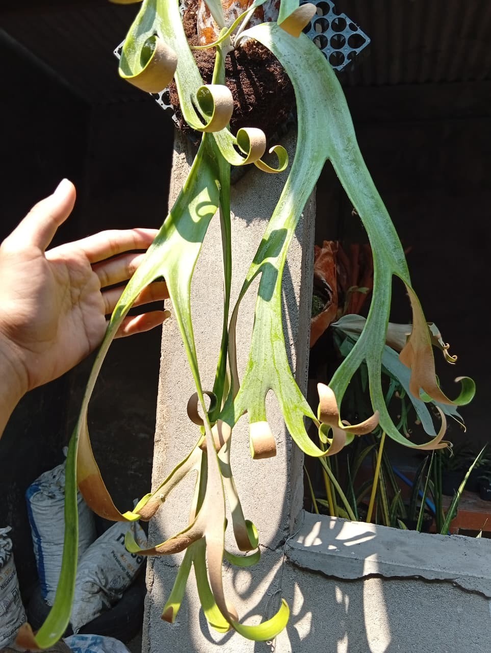 Real Picture Platycerium Willincki Roll Large Size Rare Plant