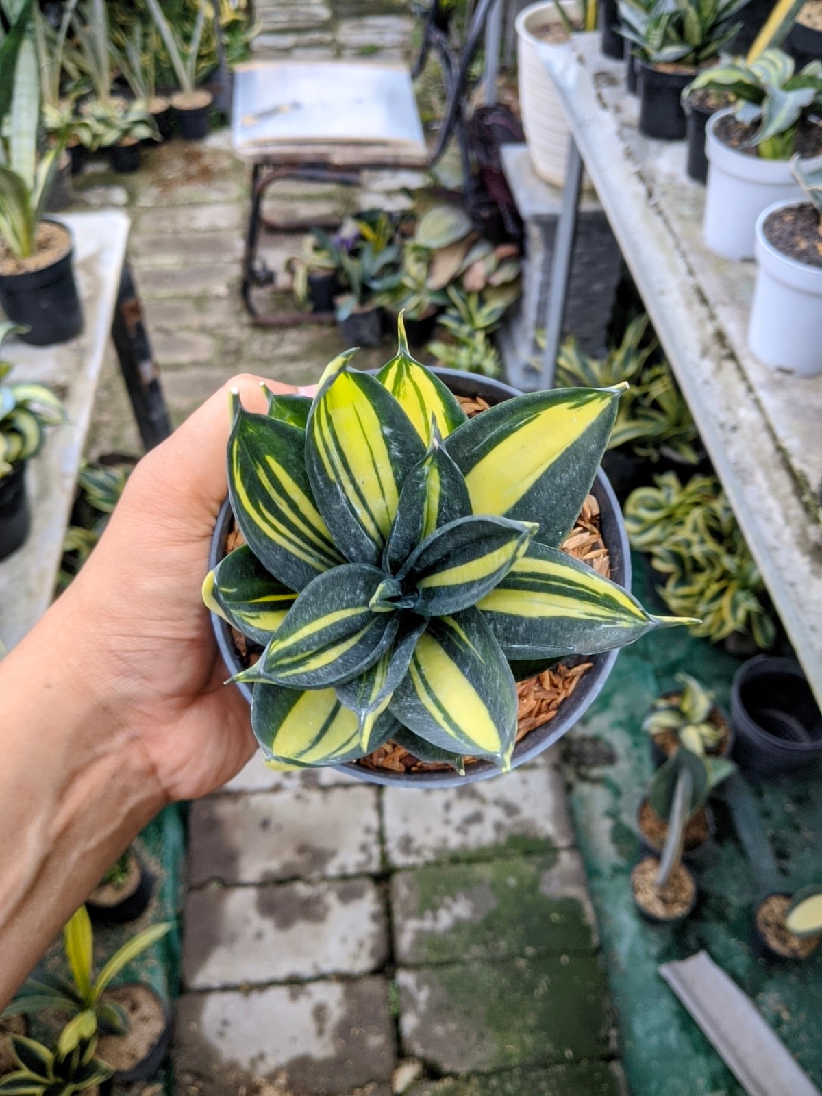 Sansevieria Siam Tower Thailand Variegated Real Picture Unique Plant