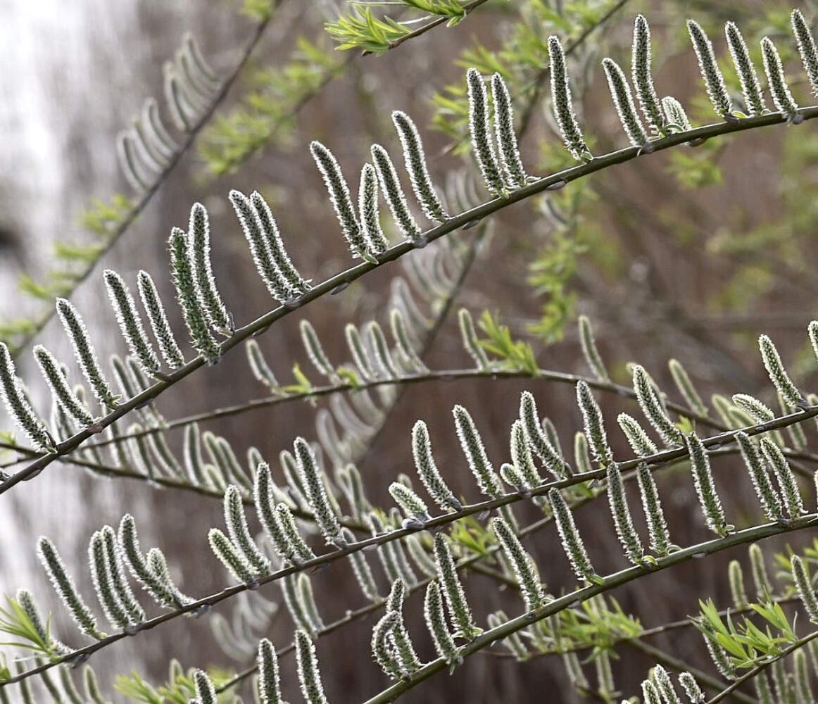 Salix viminalis 50-120cm | Common osier | Basket willow – Common osier | Basket