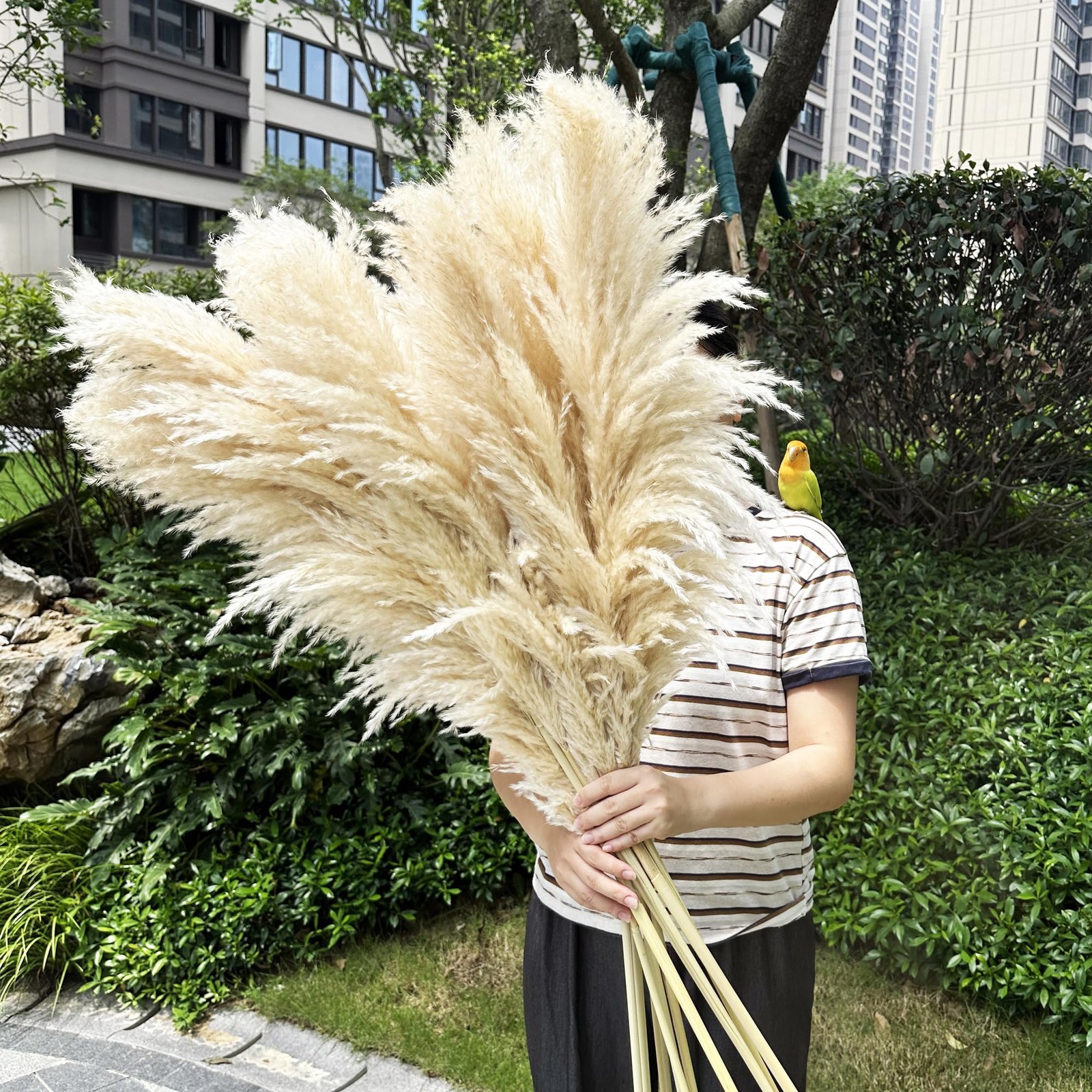 55″ inch Scarcity Natural Pampas Grass Decor Tall, pompas Grass, Tall Pampas …