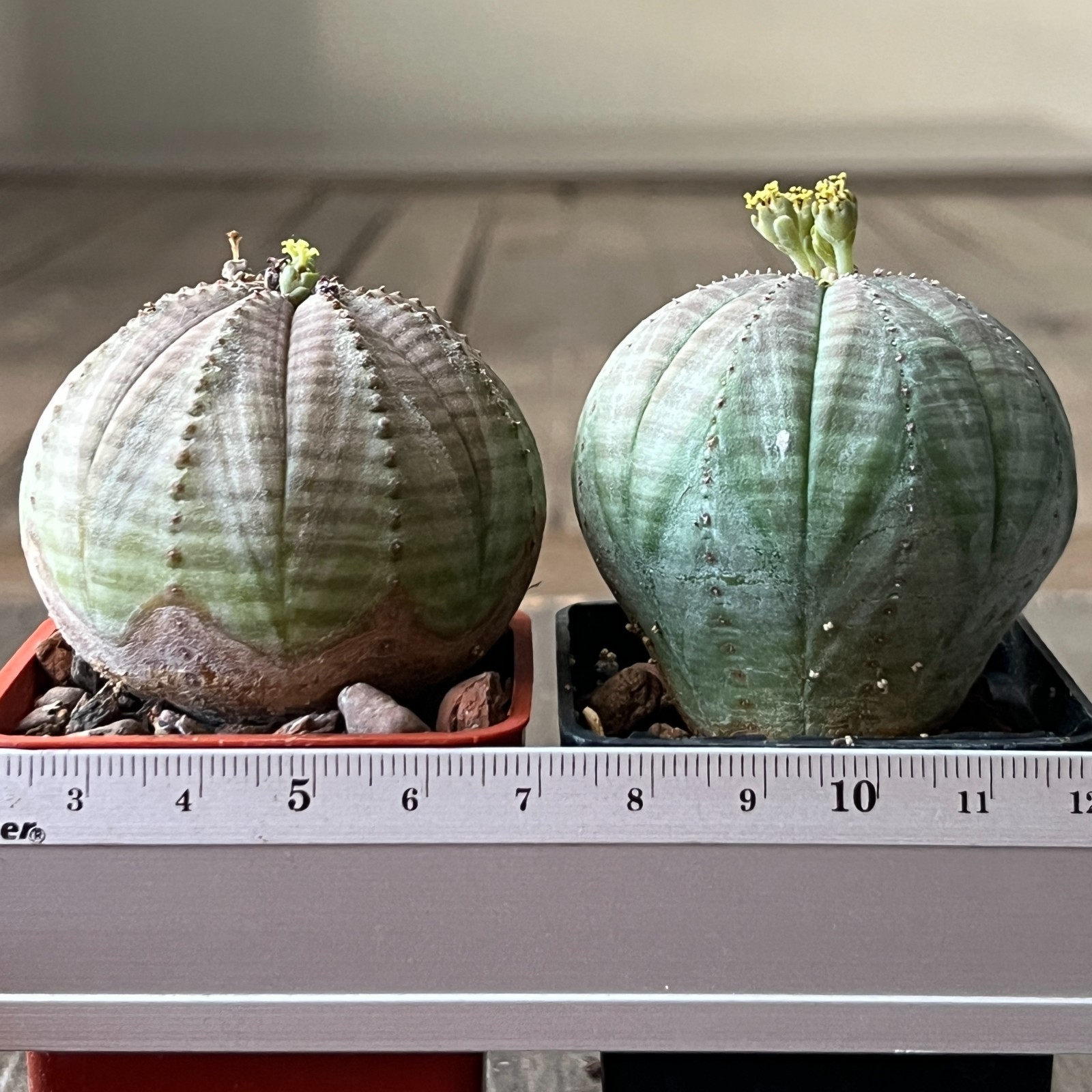 A42-2089 Euphorbia obesa pair M+F, own root