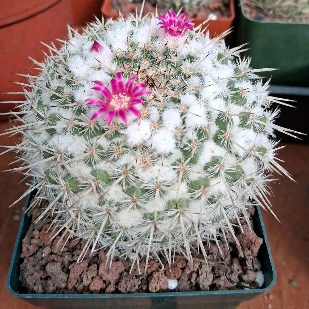 Succulent Plants Cactus Ball Live House Plants for Home Office Garden Decor
