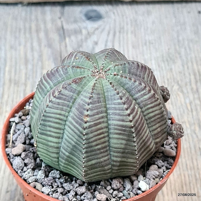 D6209 EUPHORBIA OBESA PROLIFERA pot8-H6-W7 cm MaMa Cactus