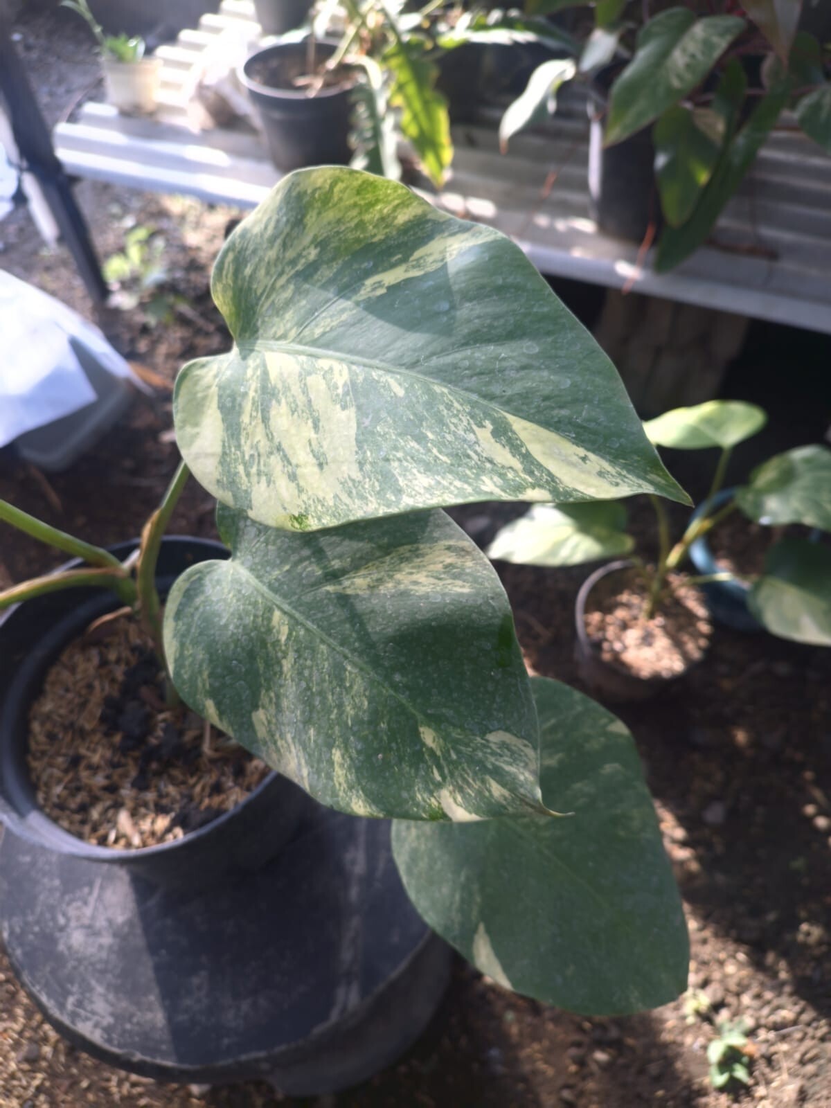 Real Pick Monstera Marmorata Variegated 6 Leaves