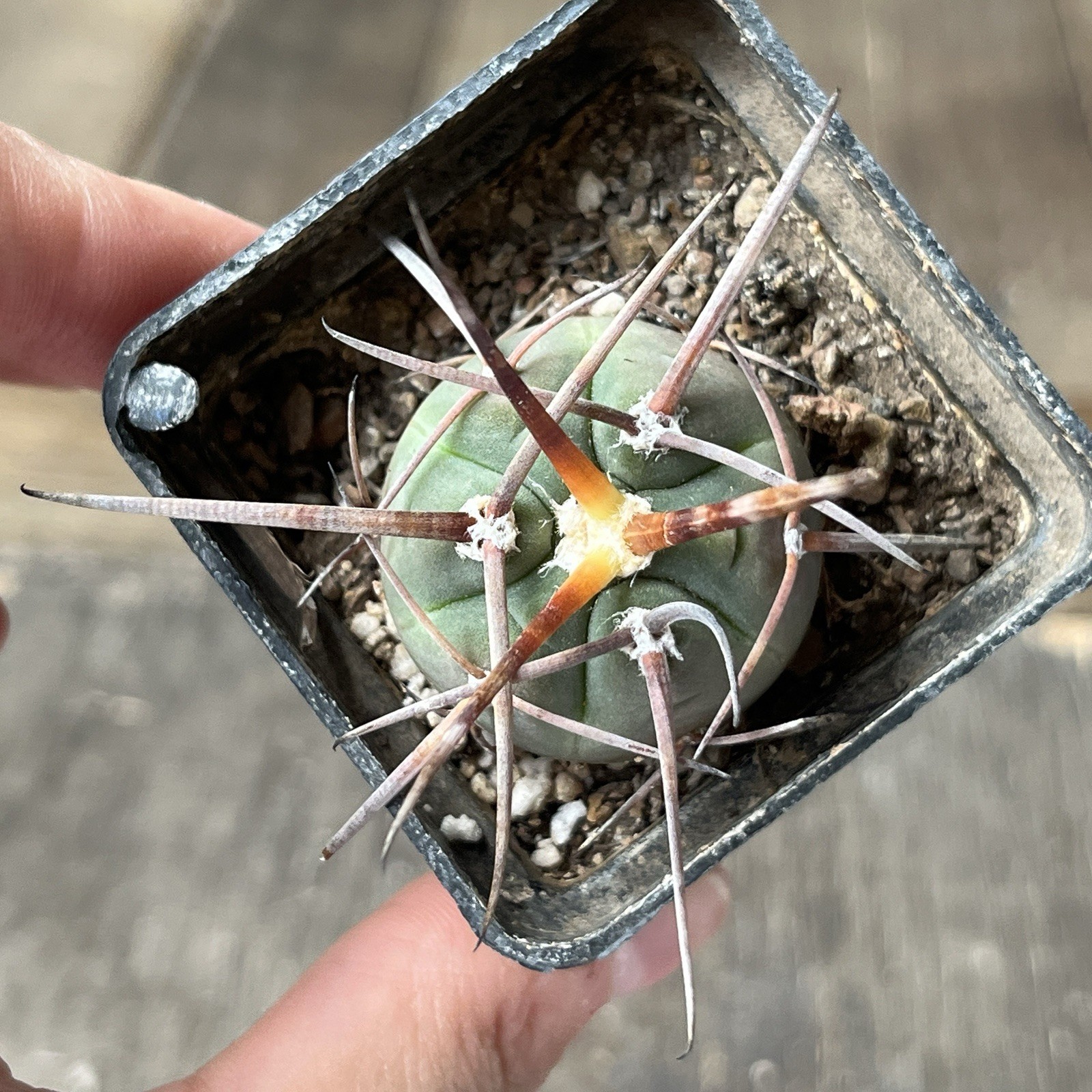 A12-212.G.armatum, MS375, El Paichu, Tarija, Bolivia, own root