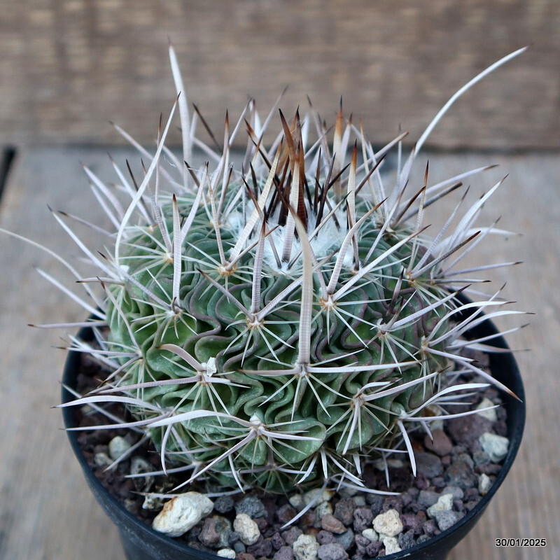 A8137 ECHINOFOSSULOCACTUS LAMELLOSUS pot10-H9-W8,5 cm MaMa Cactus