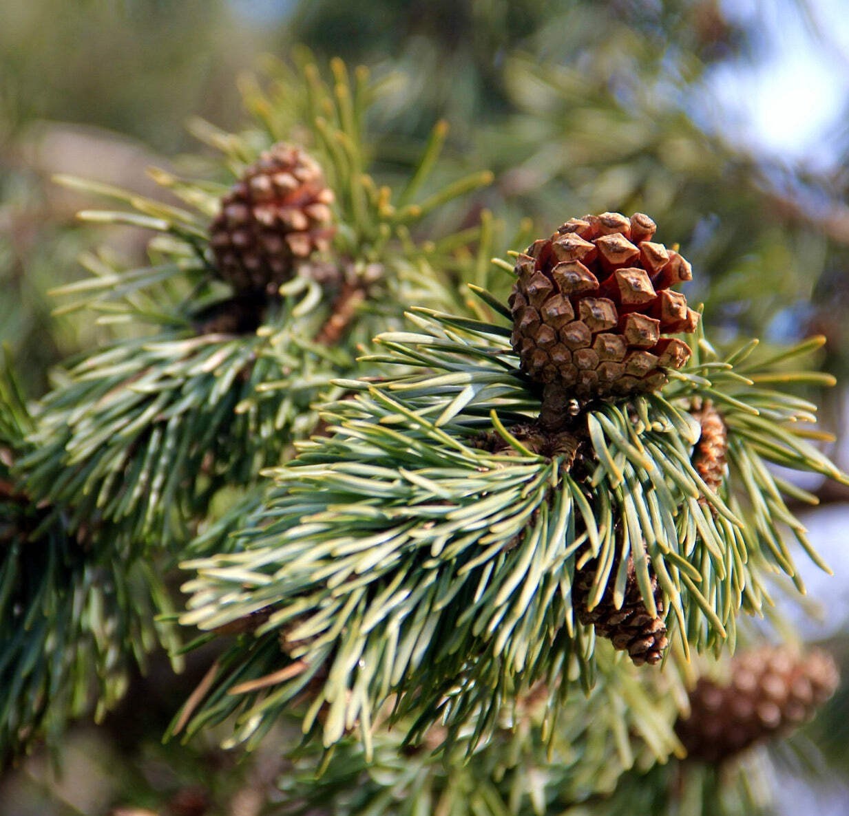 Pinus sylvestris 90-110cm | Scots pine | European red pine – Scots pine | Europe