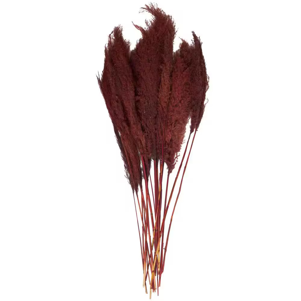 43 In. Pampas Grass Natural Foliage with Long Stems (1 Bundle)