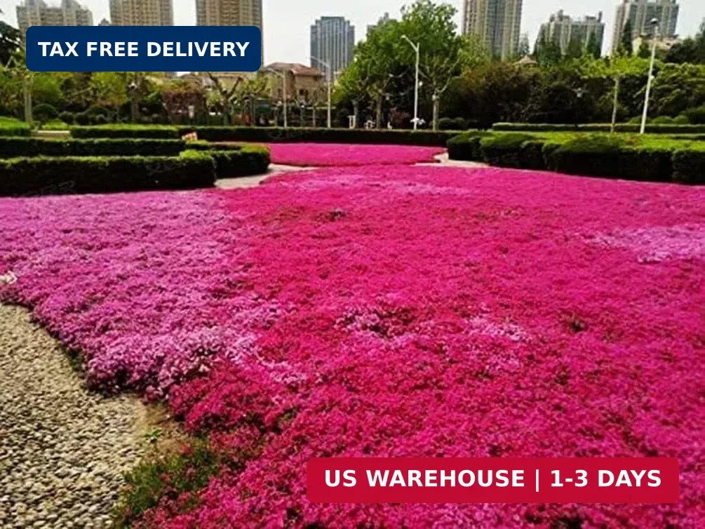 Thyme Seeds 2000 Mix Red Creeping Seeds Wooly Thymus Perennial Flower