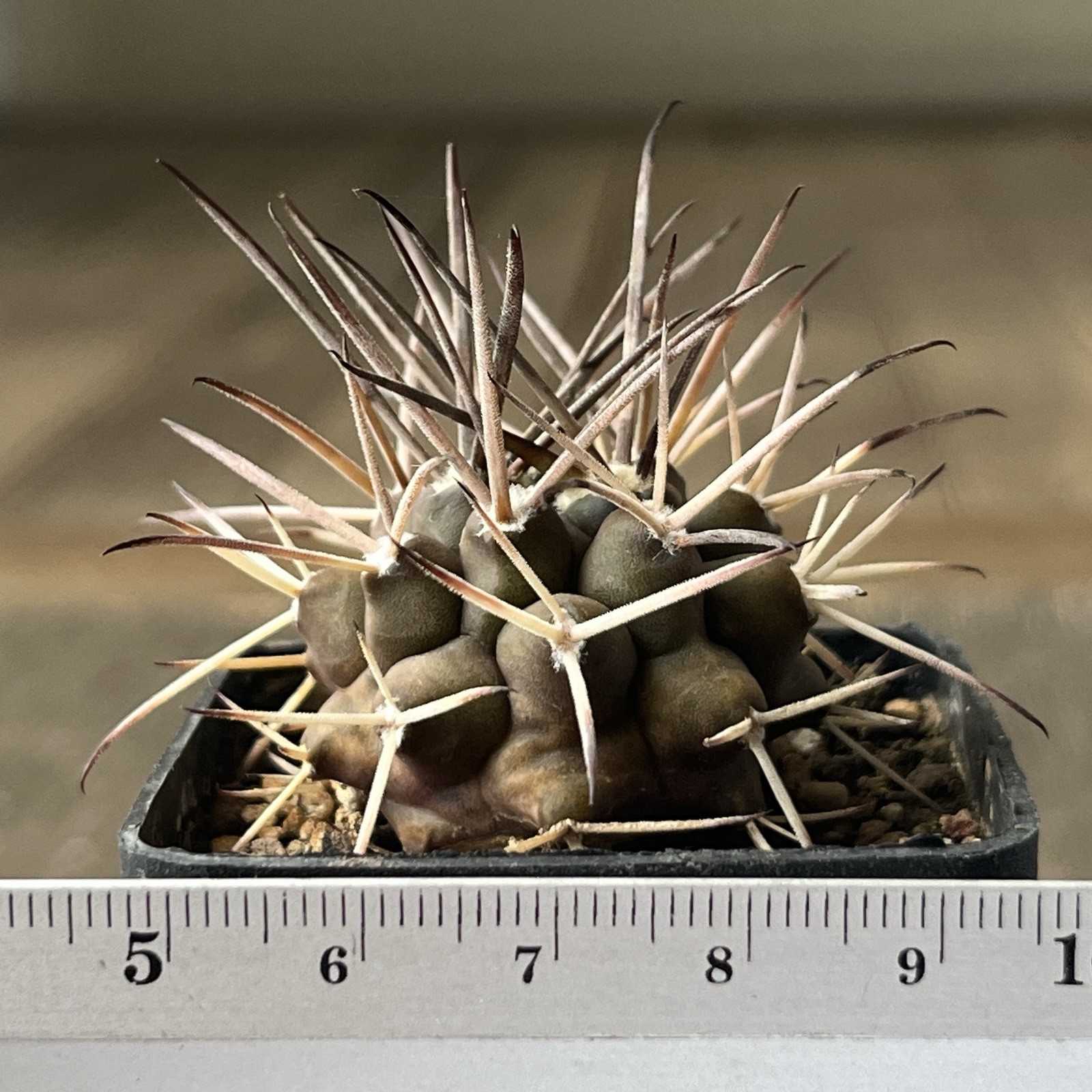A37-1010. G. delaetii, spine selection In 2 generation, own root