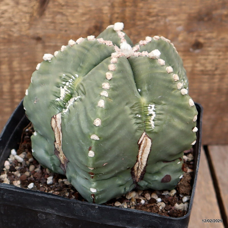 D3028 ASTROPHYTUM MYRIOSTIGMA FUKURYU NUDUM pot14-H9-W11 cm MaMa Cactus