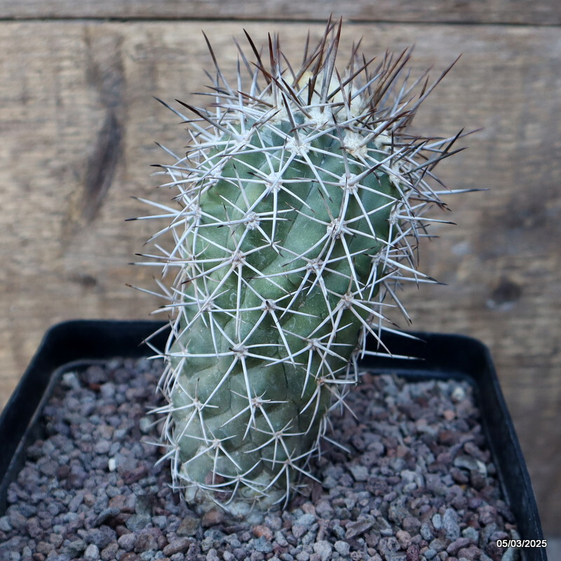 D3181 COPIAPOA PENDULINA KK1391 pot14-H11-W6 cm MaMa Cactus