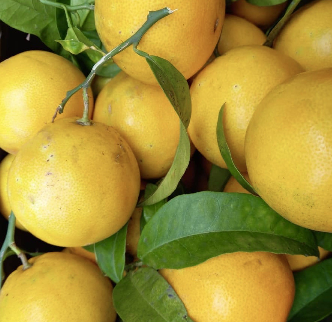 Citrus × tangelo MAPO 65-110cm | Tangelo | Honeybell – Tangelo | Honeybell