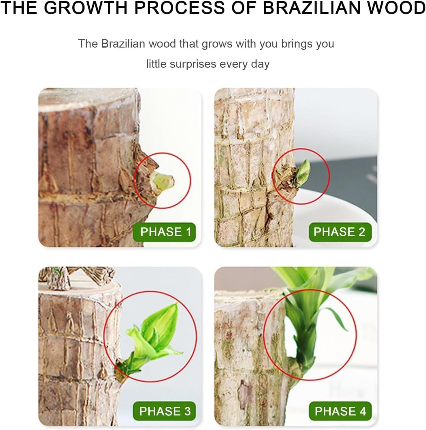 A Set of Green Plant Brazilian Wood Water Raise Lucky Wood Potted Tree Indoor US