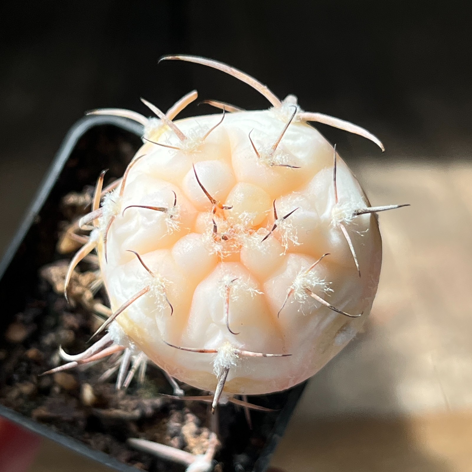 A30-563 Gymnocalycium armatum f. aurea