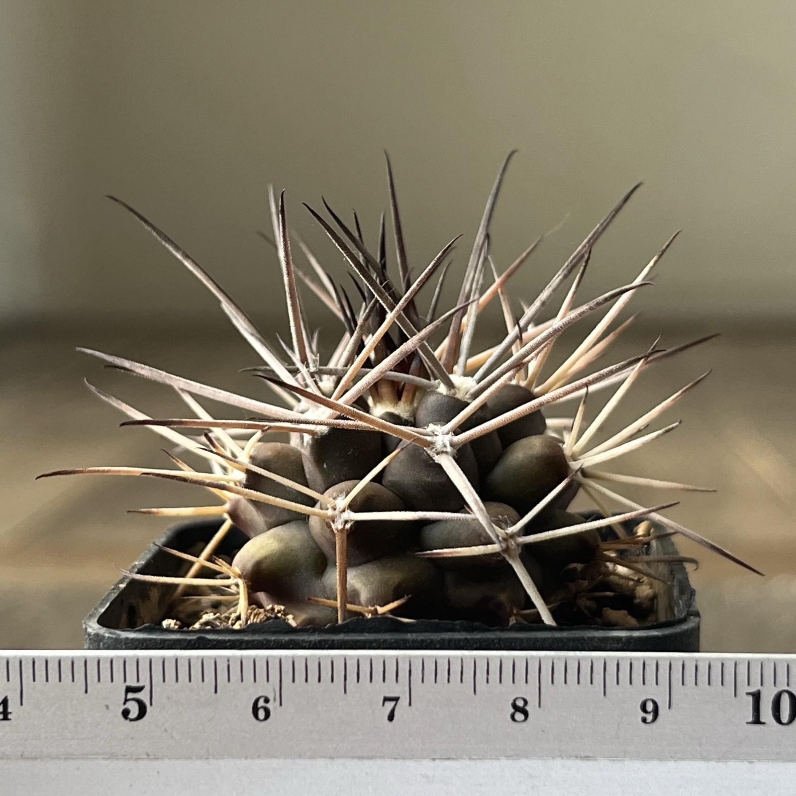 A37-1548. G. delaetii, spine selection In 2 generation, own root