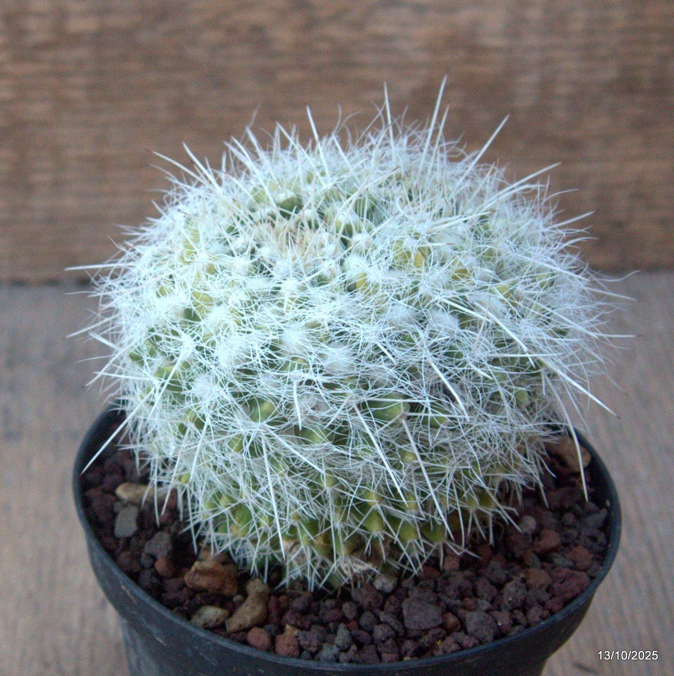 D6955 MAMMILLARIA NEJAPENSIS VARIEGATED pot10-H8-W9 cm MaMa Cactus
