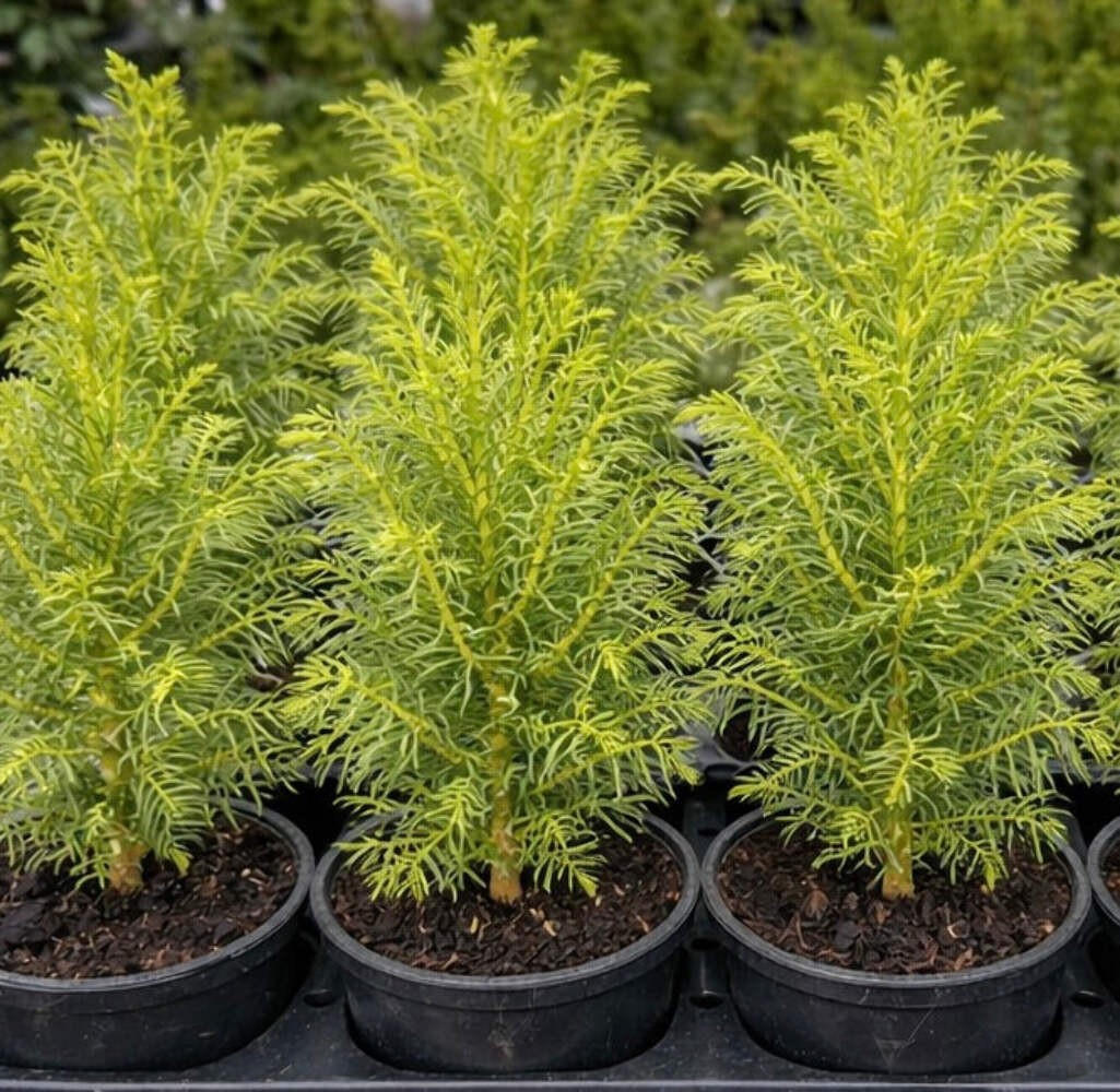 Cupressus vietnamensis – Vietnam cypress | Golden Vietnam cypress
