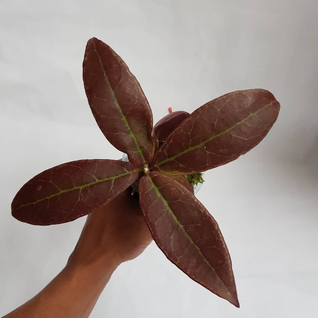 Hoya Buntokensis Red Sp Borneo