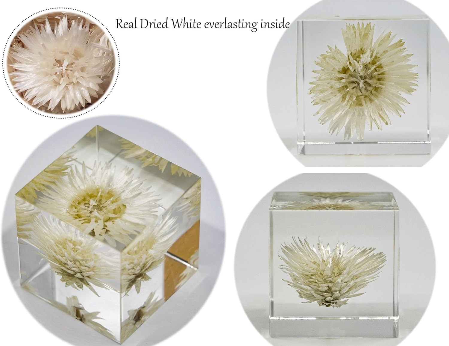 Luxury Natural Real Flowers/Seeds/Plants in Acrylic (not Epoxy Resin), 5CM / 2″