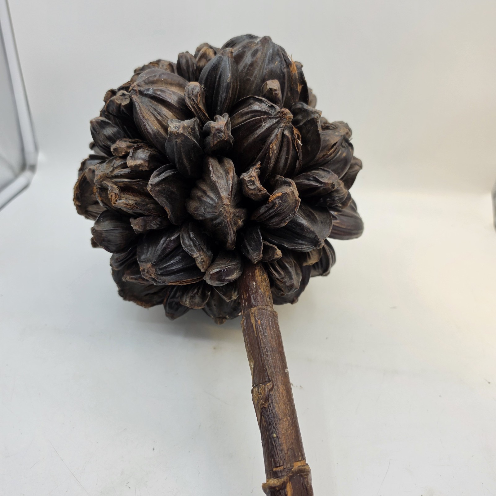 Vietnamese Water Coconut Nipa Palm Fruit Cluster Seed Pod Nypa Fruticans HTF US
