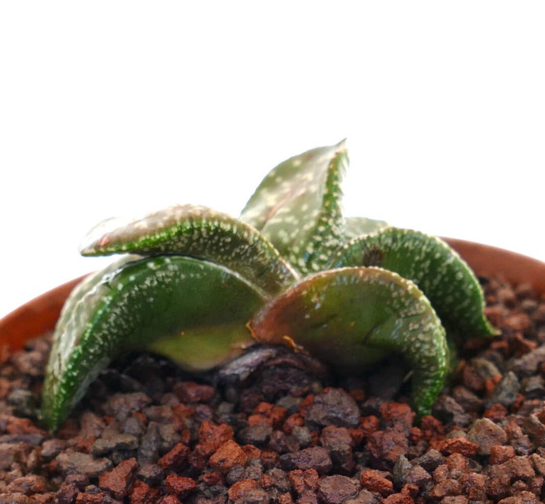 Gasteria armstrongii cv ‘White Pearl’ (FAT LEAVES) – Gasteria | Armstrong’s gast
