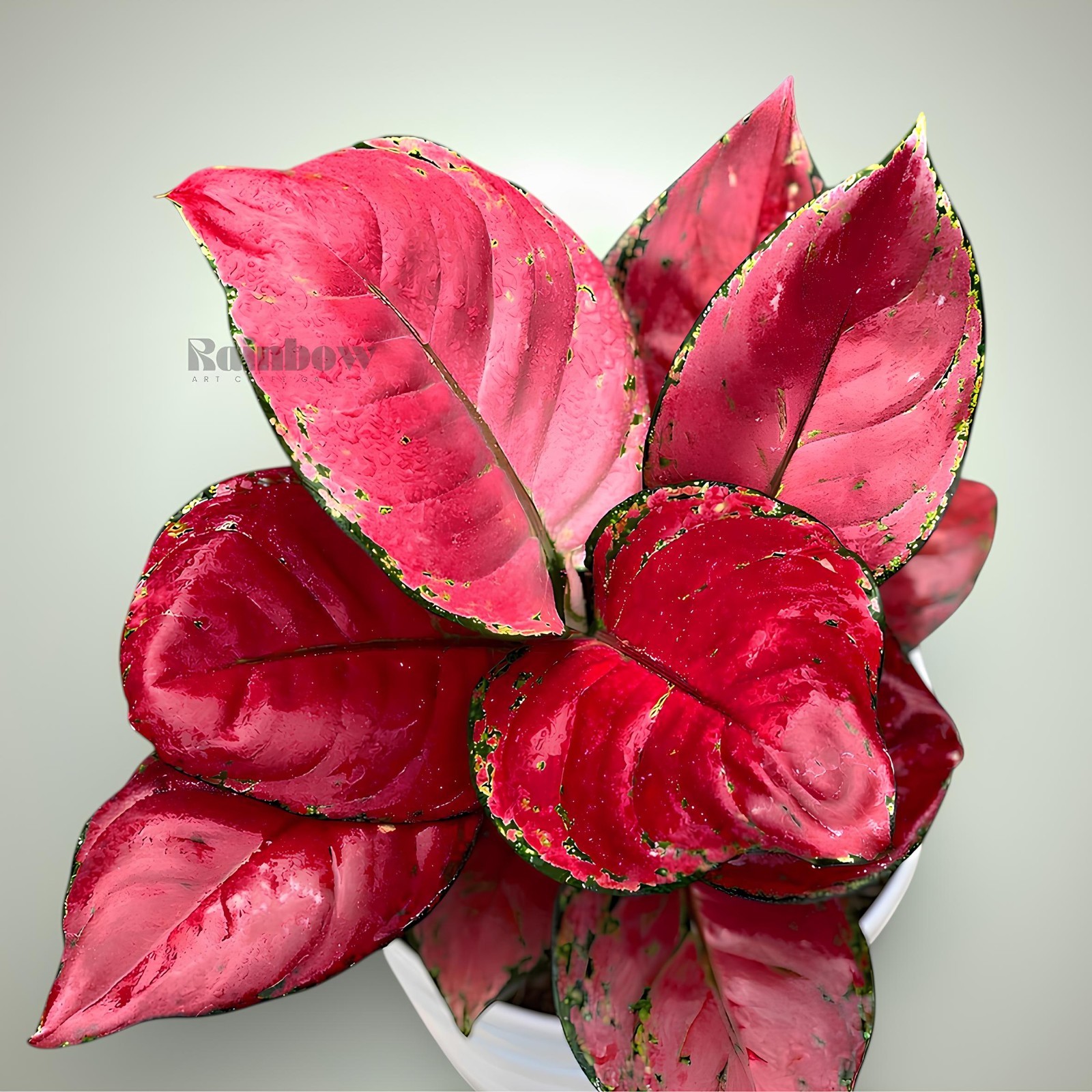 Aglaonema Red Anjamani Beatiful Ornamental Plant