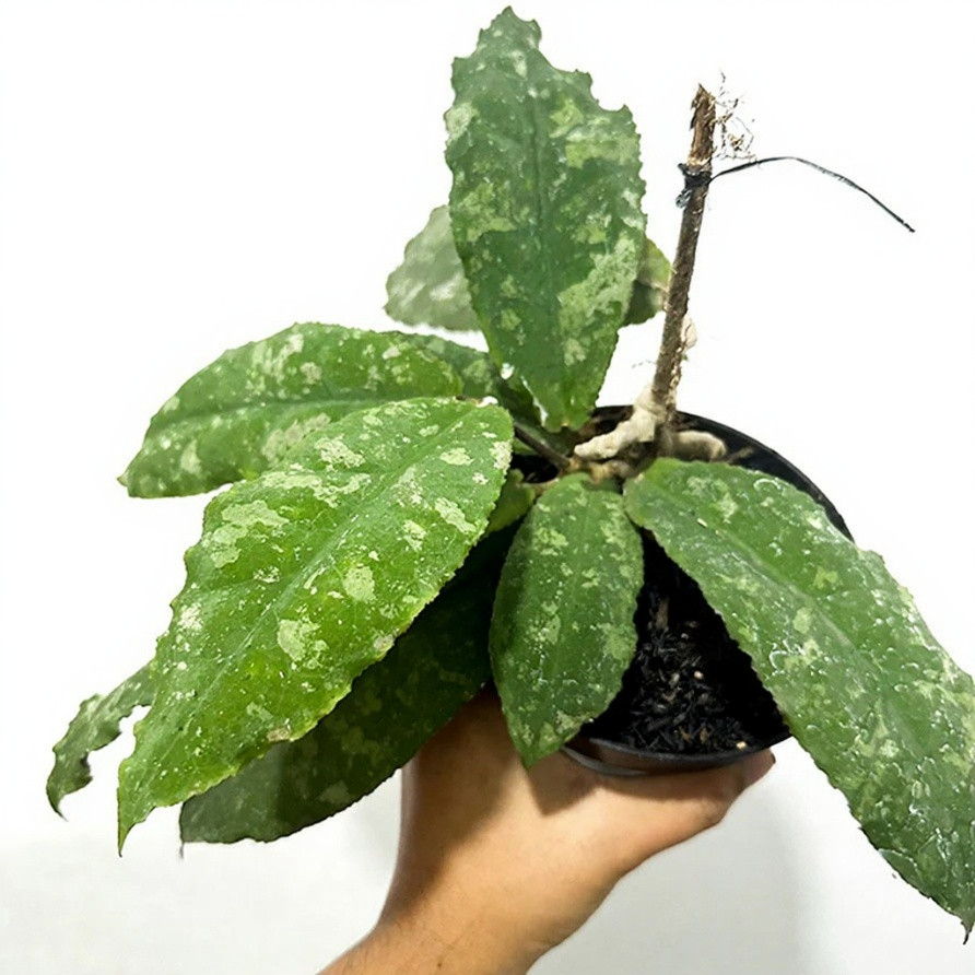 Real Pict Hoya Undulata Rare Plant