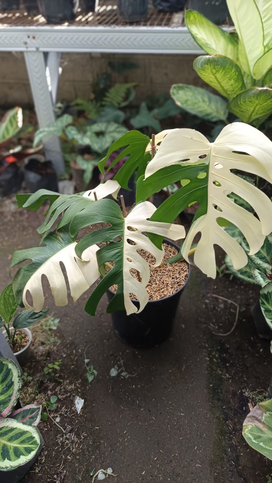 Real Picture Monstera Albo Halfmoon Variegated Mature Size 6 Leaves