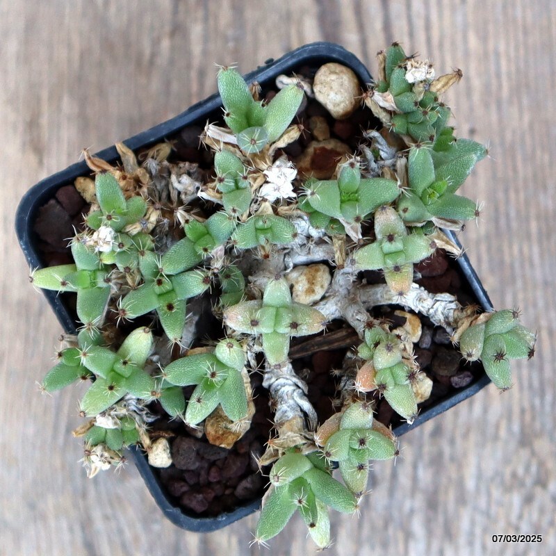 D933 TRICHODIADEMA MARLOTHII pot 7 cm H 4 cm W 9,5 cm MaMa Cactus